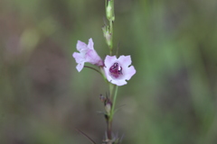 Sopubia delphiniifolia